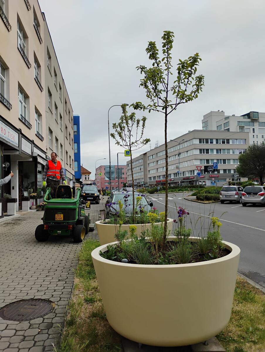 Strom ve velkoobjemovém květináči v zeleném pásu mezi parkovacími místy na ulici Kvítková ve Zlíně