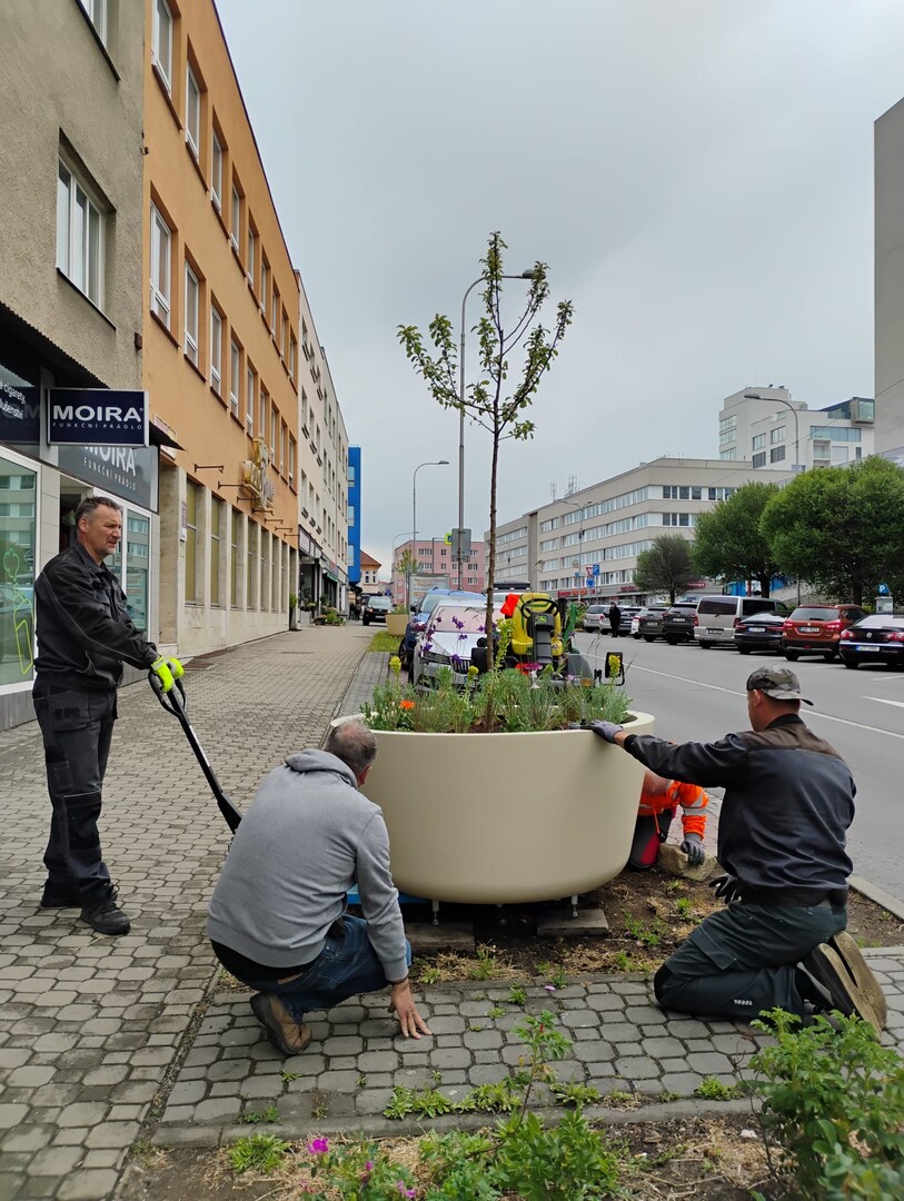Pracovníci kotví strom v květináči na chodníku ulice Kvítková ve Zlíně