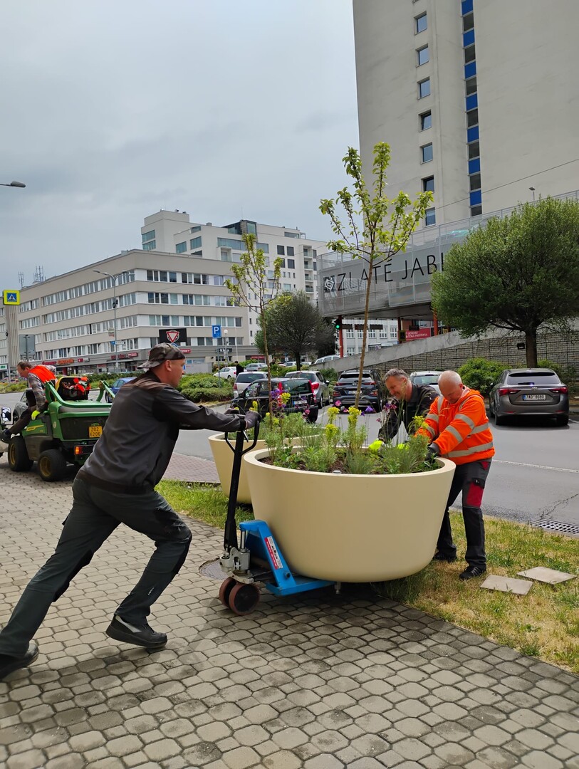 Pracovníci usazují květináč se stromem pomocí paletového vozíku na ulici Kvítková